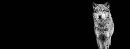 Template of grey wolf in B&W with black background 
