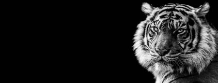 Template of Tiger in B&W with black backgroundの写真素材