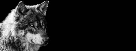 Template of grey wolf in B&W with black background の写真素材