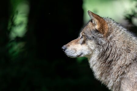 Grey wolf in the forestの写真素材