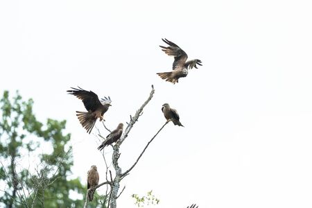 Black kite in the forest