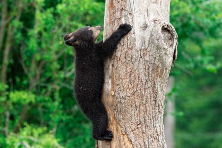 Young American Black Bear climbing the treeの写真素材