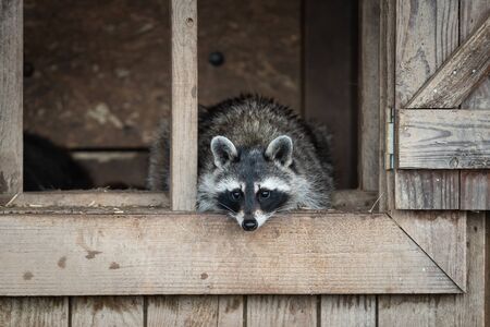 Raccoon in the gardenの写真素材