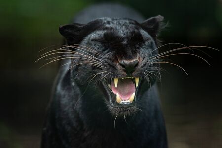 Black Panther in the jungleの写真素材