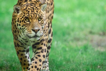 Jaguar walking in the jungleの写真素材