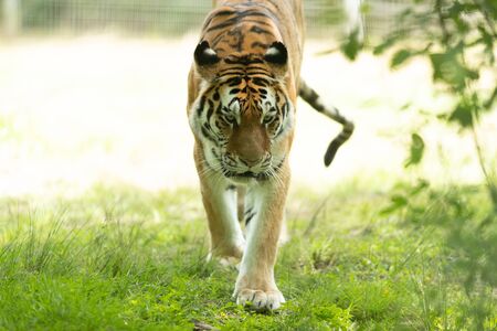 Siberian Tiger in the forestの写真素材
