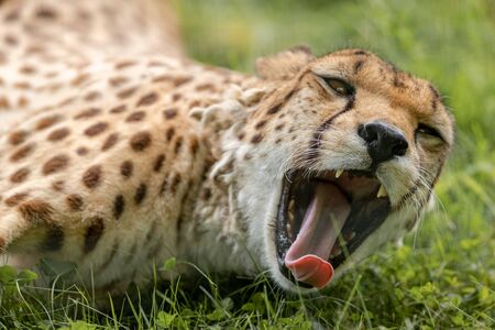 Cheetah dying in the savanahの写真素材