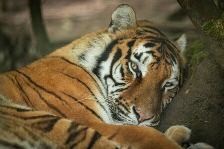 Siberian Tiger in the forestの写真素材