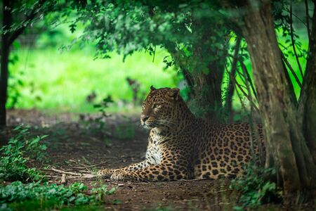 Panther in the jungleの写真素材