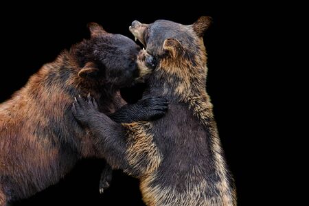 Black Bear with a black backgroundの写真素材