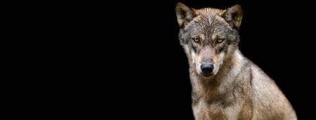 Template of a Grey Wolf with a black background