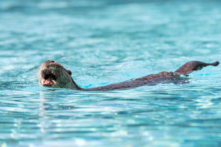 European Otter swimming in the swimming poolの写真素材
