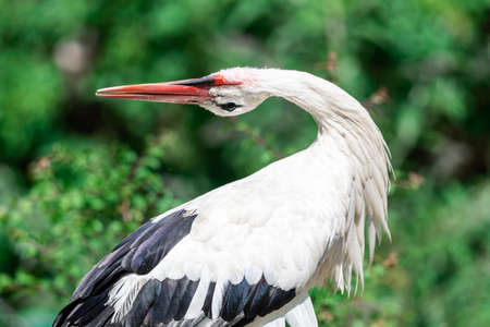 White stork with beautiful atmosphere