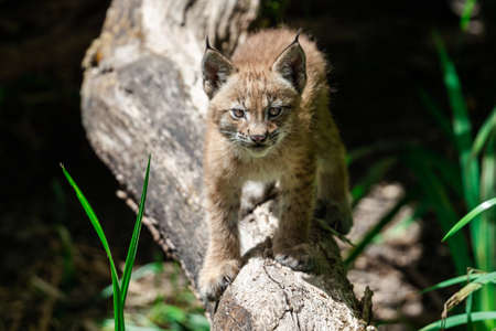 Baby Lynx in the forest