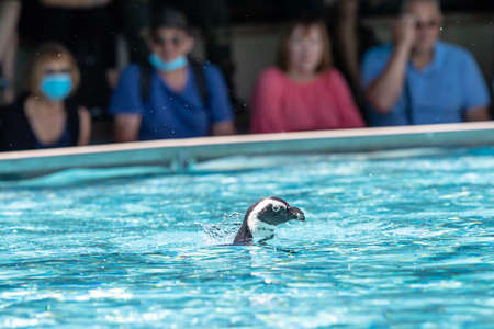Cape penguin swimming during a showの写真素材