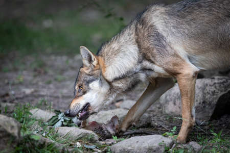 Gray wolf in the forest