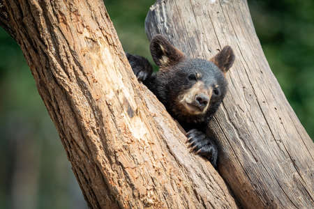 Baby black bear playing in the tree