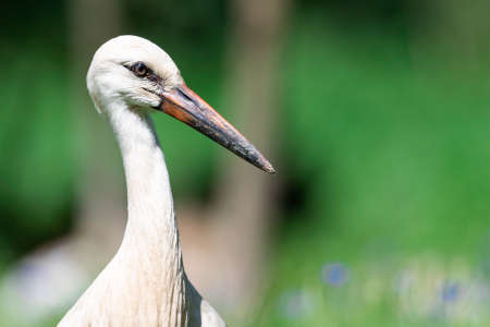 White stork with beautiful atmosphereの写真素材