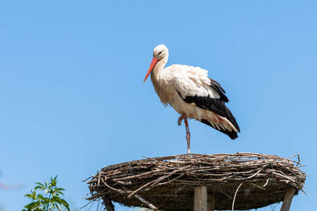 White stork with beautiful atmosphere