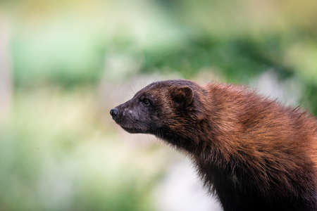 Portrait of a wolverine in the forestの写真素材