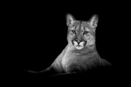 Puma with a black backgroundの写真素材