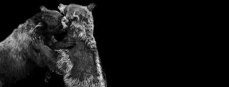 Template of a black bearwith a black backgroundの写真素材
