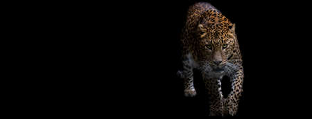 Template of a panther with a black backgroundの写真素材