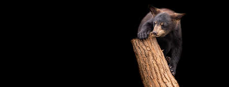 Template of a black bearwith a black background