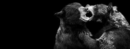 Template of a black bearwith a black background