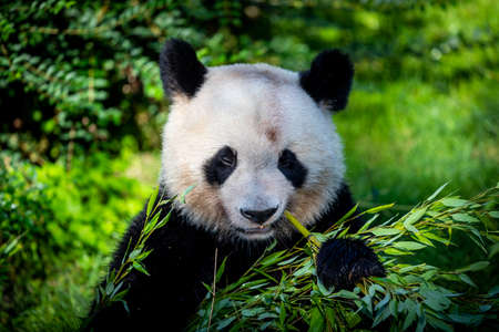 Panda eats bamboo in the forestの写真素材