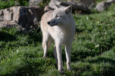White wolf in the forest