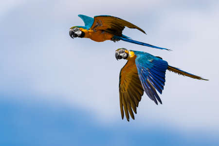 Blue-and-yellow Macaw flying in the forestの写真素材