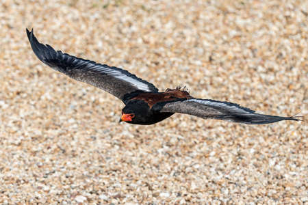 Bateleur Eagle flying in the meadowの写真素材