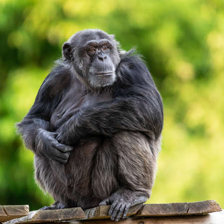 Chimpanzee resting in the forest