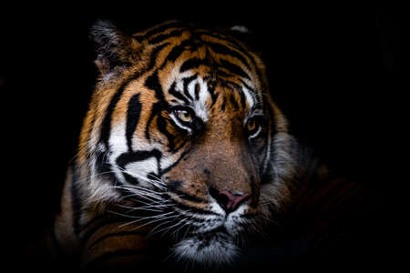 Portrait of tiger with a black backgroundの写真素材