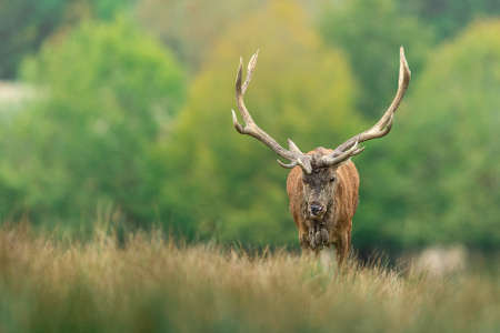 Red Deer in the forest during the rut seasonの写真素材