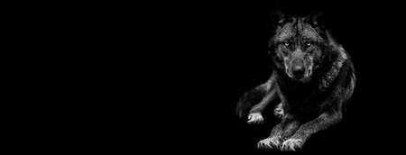 Template of Portrait of black wolf with a black background