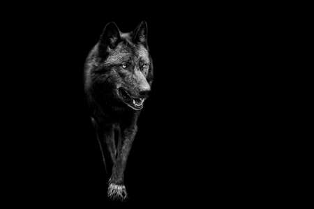 Portrait of black wolf with a black backgroundの写真素材