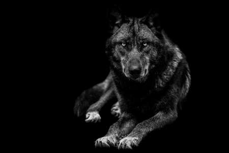 Portrait of black wolf with a black background