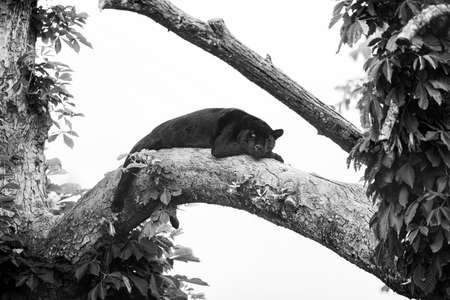 A black Jaguar is resting in the jungle
