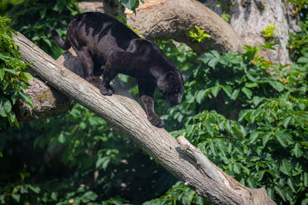A black Jaguar is resting in the jungleの写真素材