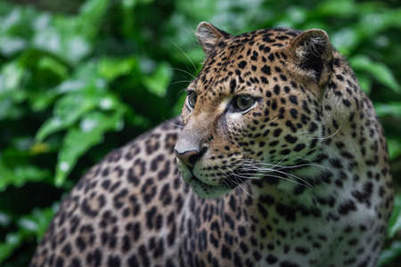 Sri Lankan leopard in the jungle