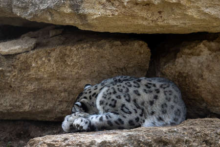 A Snow panther is resting in the mountainの写真素材