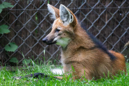 A Maned Wolf is resting in the forest