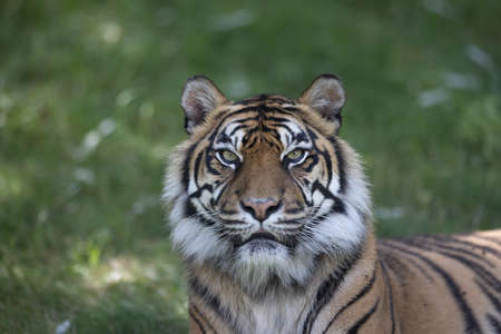 Sumatra tiger in the jungleの写真素材