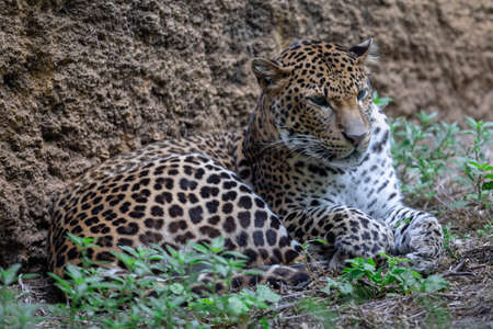 Sri Lankan leopard in the jungle