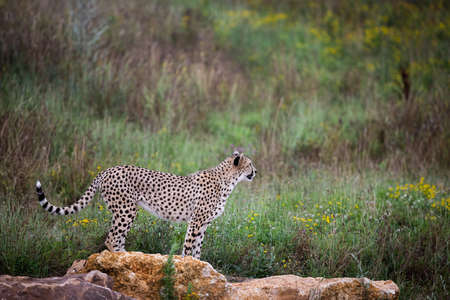 Cheetah walking in the savannah