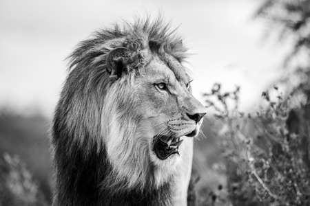 A lion rests in the savannahの写真素材