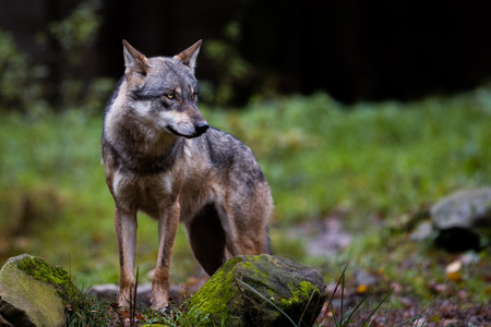 Portrait of a gray wolf