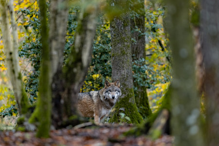 Portrait of a gray wolf in the forestの写真素材